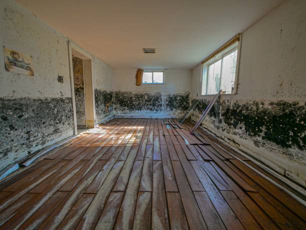 Moldy room in an abandoned house