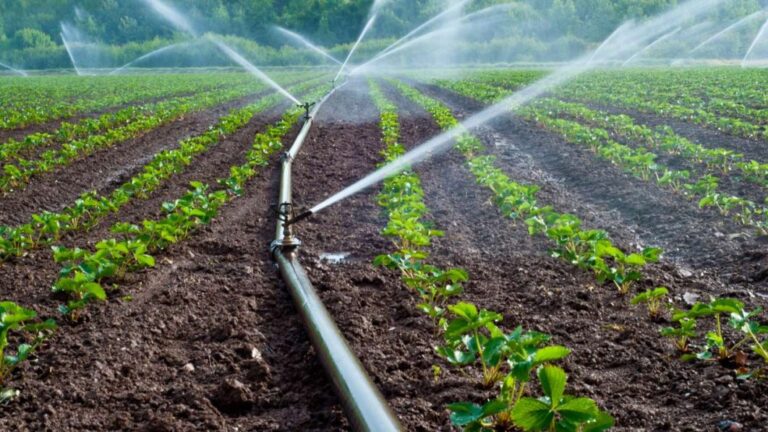 agriculture & agro allied processing